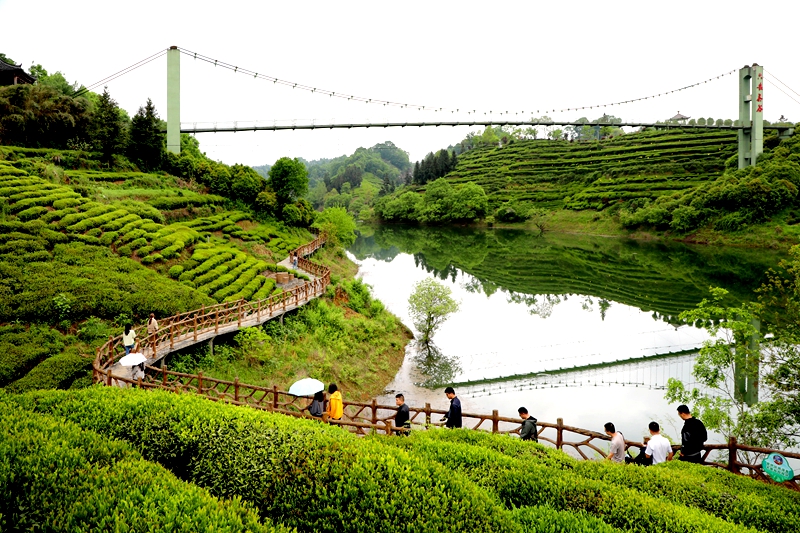 茶旅融合“绿”生香