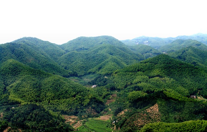 霍山县“万亩竹海”毛竹基地